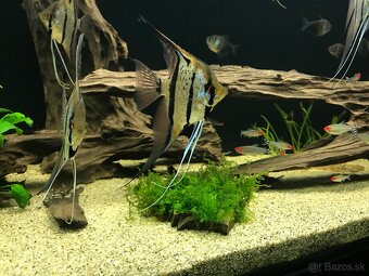 Piesok do akvária - 3