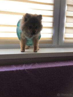 predam pomeranian - 3