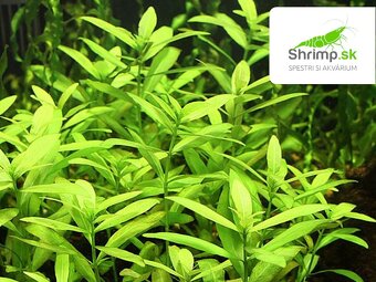 Hygrophila polysperma mokranka - 3