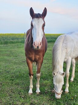 Aph kobylka , paint horse kobylka - 3