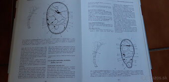 Veterinární anatomie - 3