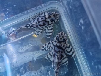 Pleco - 3