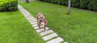 American Bully krytie - 3