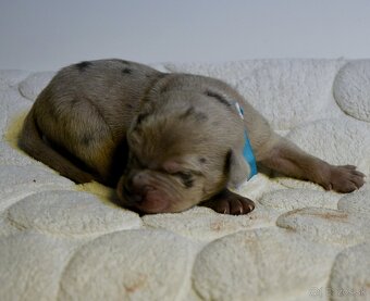 Louisianský leopardí pes s PP - 3