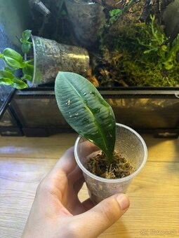 Predam alebo vymenim za ine rastliny - 3