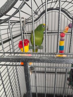 Amazonan zltohlavy - 3