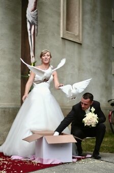 PREDAME Biele poštove holuby - 3