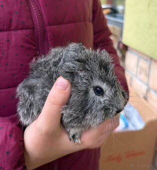 Morské prasiatka, morča - 3