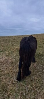 Predám ťažnú kobylu - 3