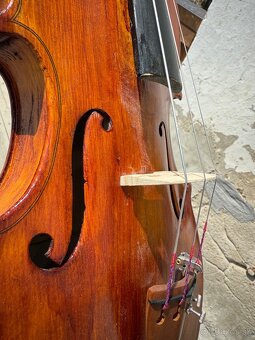Stará Viola 40 cm - 3