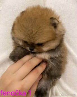 Pomeranian mini - 3
