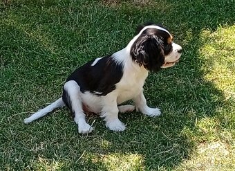 Cavalier, kavalier, cavalier king charles spaniel - 3