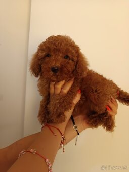 Toy Pudel - 3