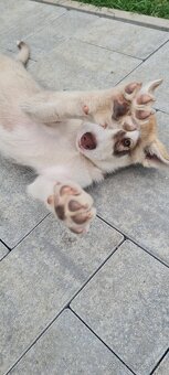 Predám husky sučku - 3