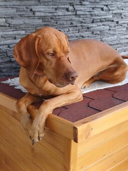 MADARSKA VYZLA-KRYTIE - 3