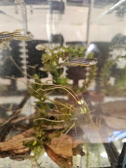 Danio pruhovane - 3