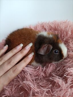 Morčatá Us Teddy - 3