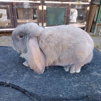 Francúzsky Baran - 3