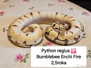 Python Regius a Boa Constrictor - 3