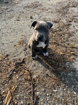 American Bully Standart - 3