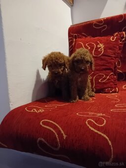 Maltipoo - 3