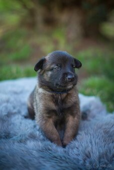 Belgický ovčiak Malinois - 3