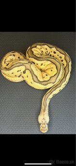 Python regius - 3