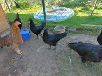 Ayam Cemani - 3