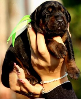 Doberman šteniatka na predaj - 3