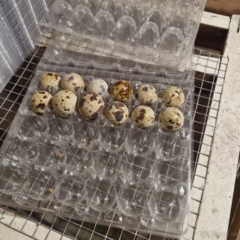 Japonské prepelice - 3