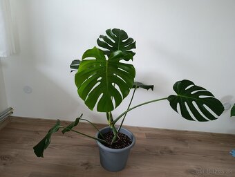 Monstera deliciosa - 3