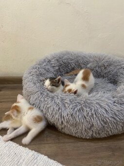 Kocúrikovia hľadajú nový domov - darujem🐾 - 3