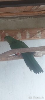 Papagaj kralovsky - 3