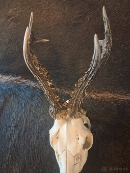 Trofeje srncov,parozie, parohy, trofej - 3