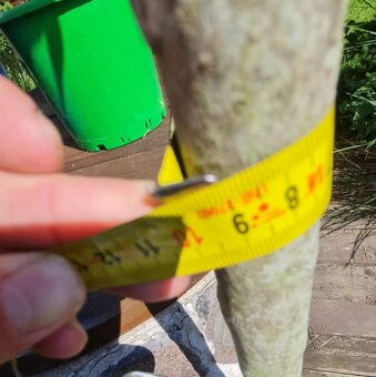 Bobkový list na kmienku až 200 cm - 3