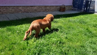 Bordeauxska doga. - 3