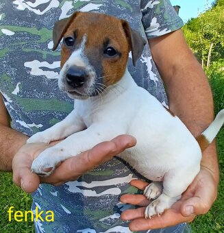 Jack russel terier šteniatka - 3