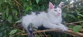 Mainska myvalia Mainne coon - 3