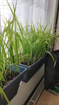 Mrazuvzdorné palmy Trachycarpus Fortunei - sadenice i - 3