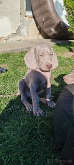 Weimarsky stavač - 3