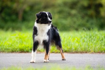 Sam Mini Cofi Capito - chovný pes miniaturní americký ovčák - 3