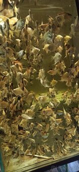 Skalár Bulgarian - 3