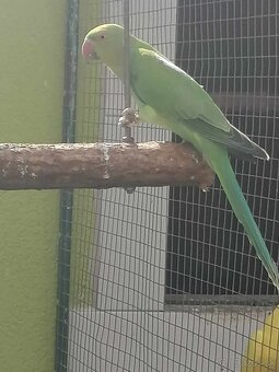 Alexander malý zelený Samček 2025,posledný kus. - 3