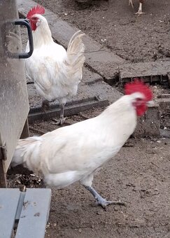 Predám mladých kohútov - 3