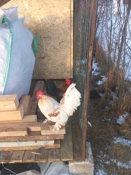 Predám kohúty milflerky ,holandanky - 3