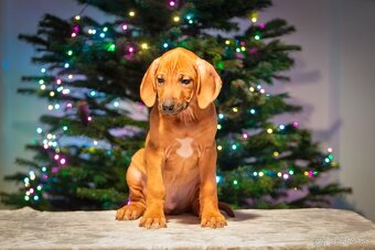 Rhodesian Ridgeback - 3