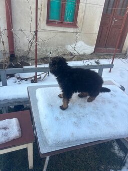 Nemecky ovciak steniatko - 3