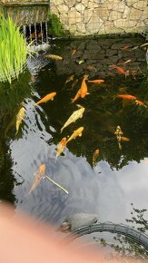 Koi kapor - ✅Koi kapre✅ - 3