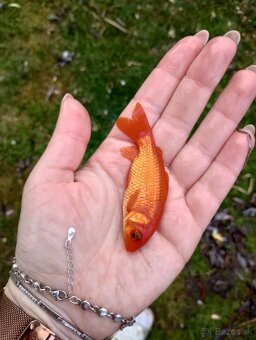 Jazierkové ryby - 3