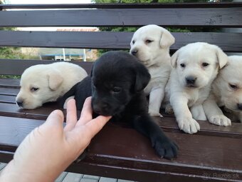 Labradorsky retriever - 3